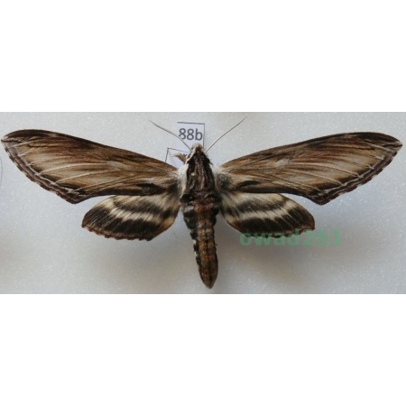 Sphinx kalmiae J.E. Smith, 1797 ex. ovo Canada 86mm88b